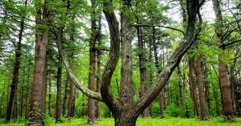 Maudslay State Park - Newburyport, Essex County