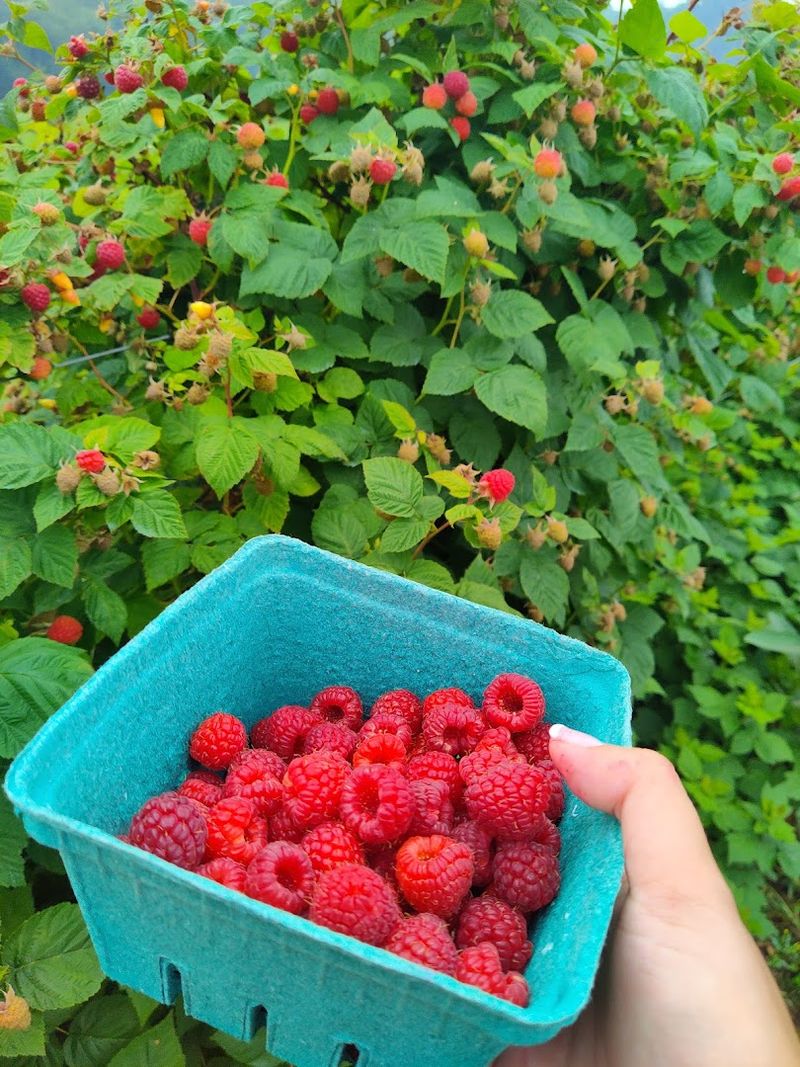Dillon Fruit Farm - Nashport, Muskingum County