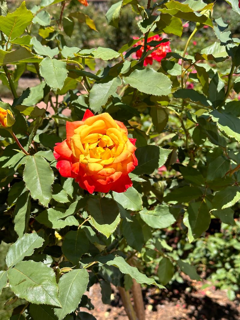 Follow the Fragrance