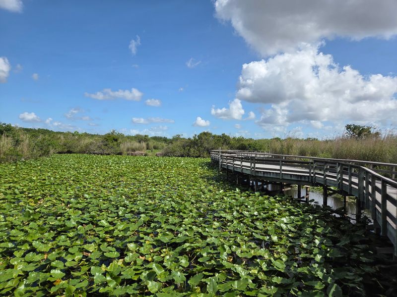 Where The Road Ends And The Wetlands Begin