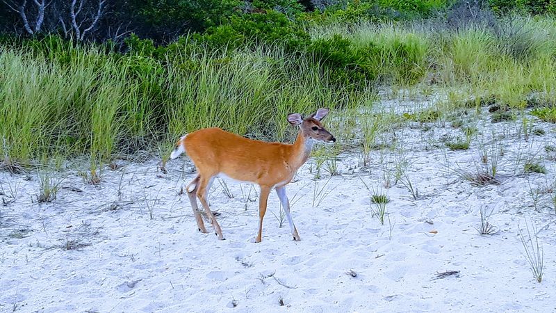 Fire Island National Seashore, Patchogue, Suffolk County