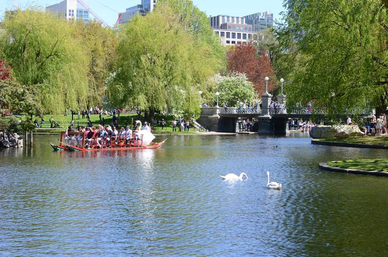 Boston Public Garden - Boston