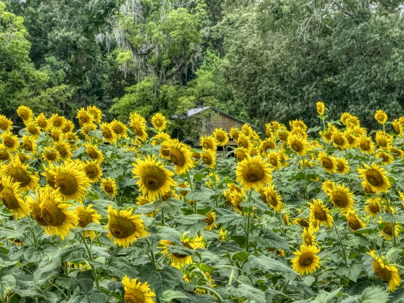Boone Hall Farm, Mount Pleasant, Charleston County
