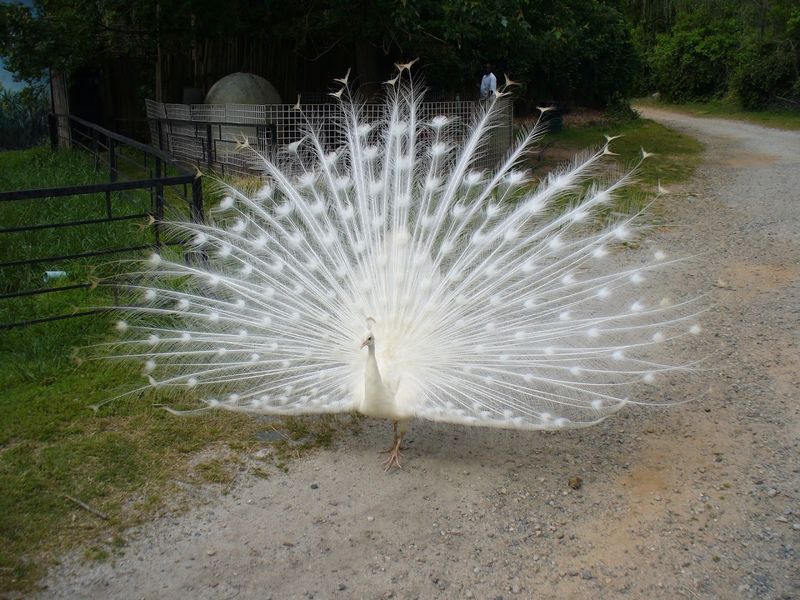 Hollywild Animal Park - Wellford, Spartanburg County