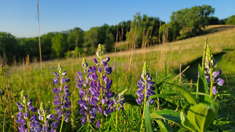 Prairie Trail Wildflowers: A Living Color Palette