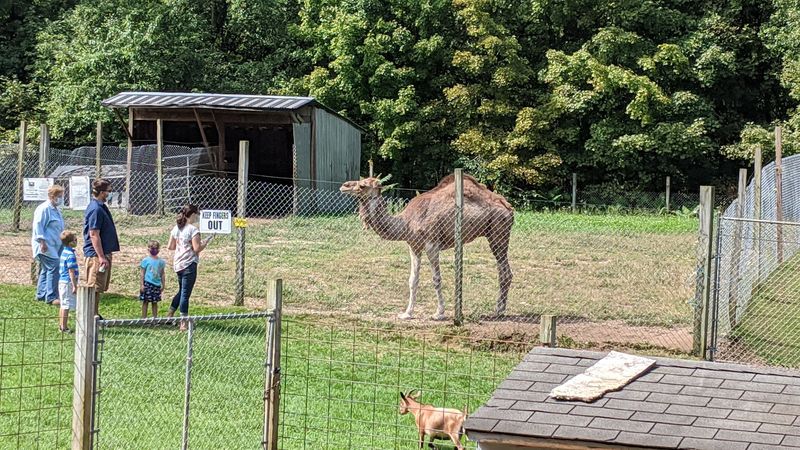Highwire Deer and Animal Farm (Woodbury)