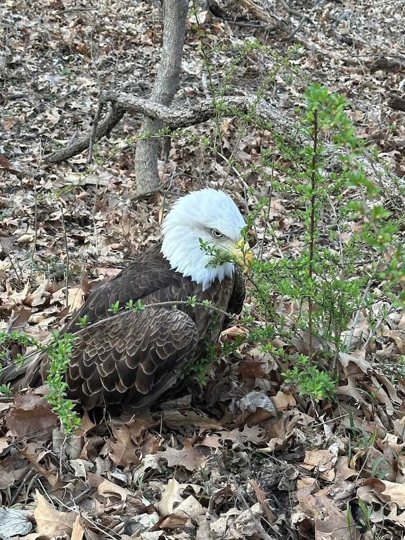 Wildthunder Wildlife and Animal Rehabilitation (Independence)