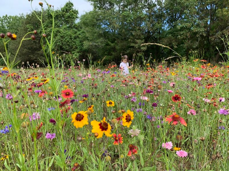 Firefly Farm - Hillsborough, Orange County