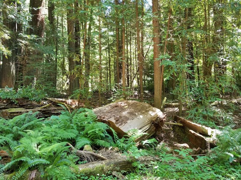 Hidden Hiking Trails and Peaceful River Access