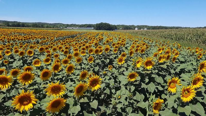 Sunflower Valley Farm - Akron, Summit County