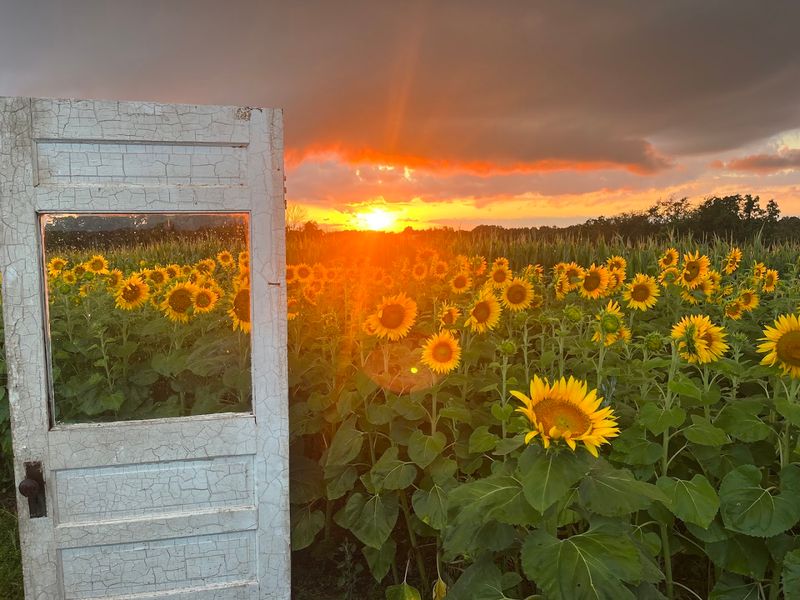 Lake’s Sunflower Field