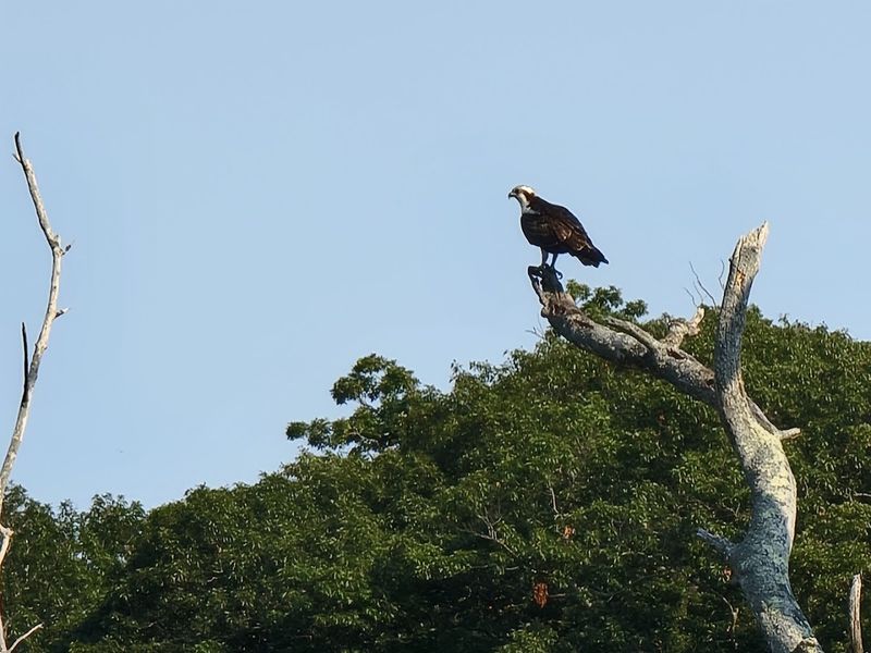 Wildlife Encounters You Won't Expect