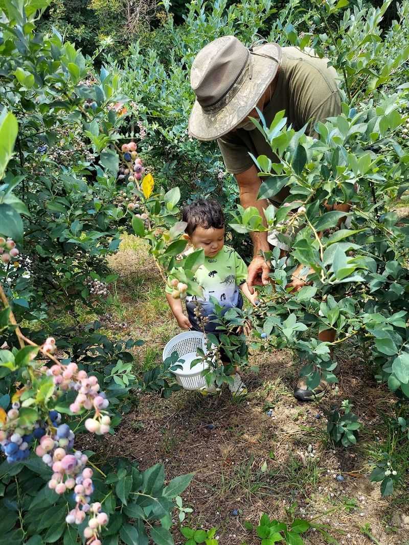 Brushy Mountain Berry Farm