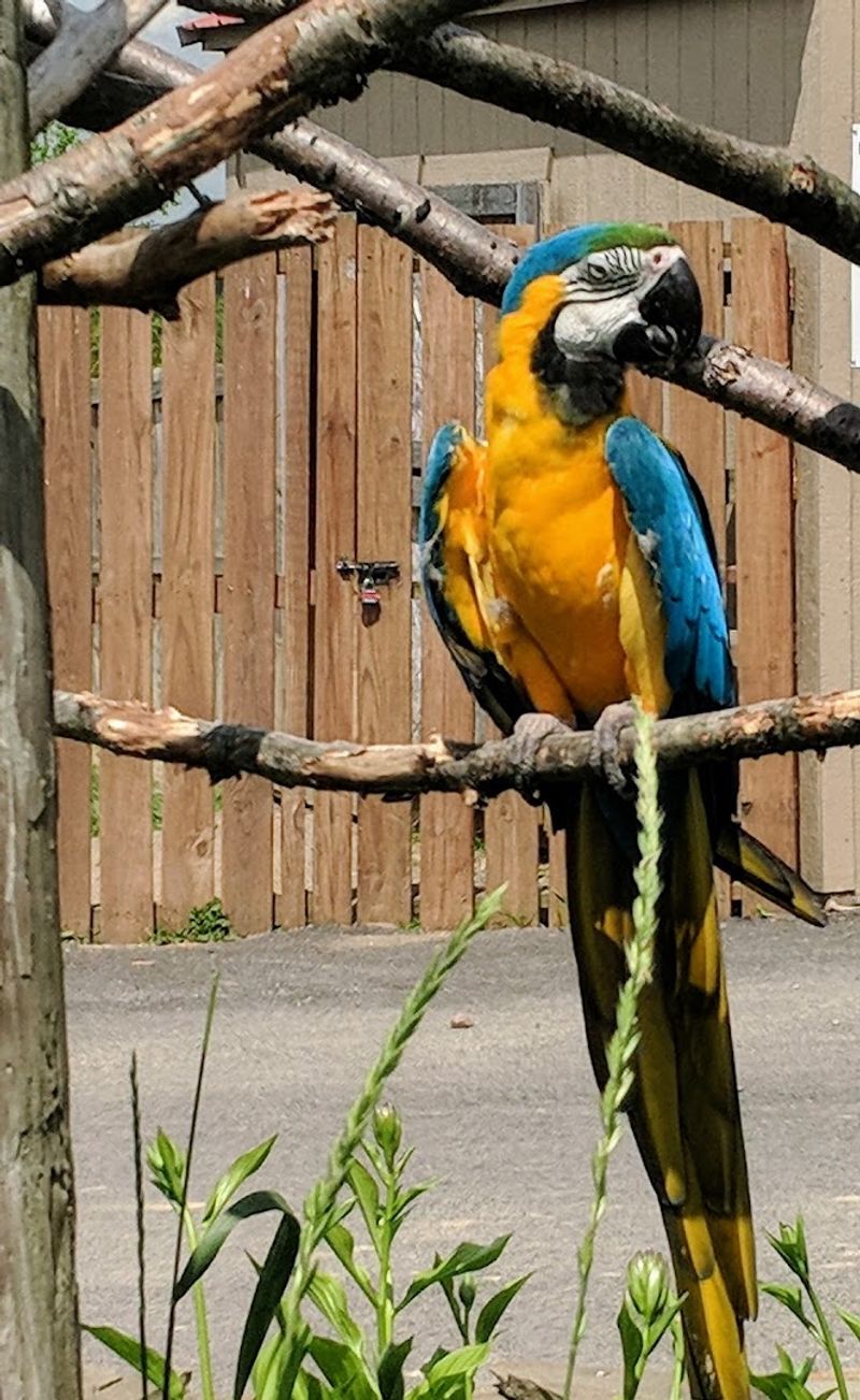 Animal Adventure Park - Harpursville, Broome County