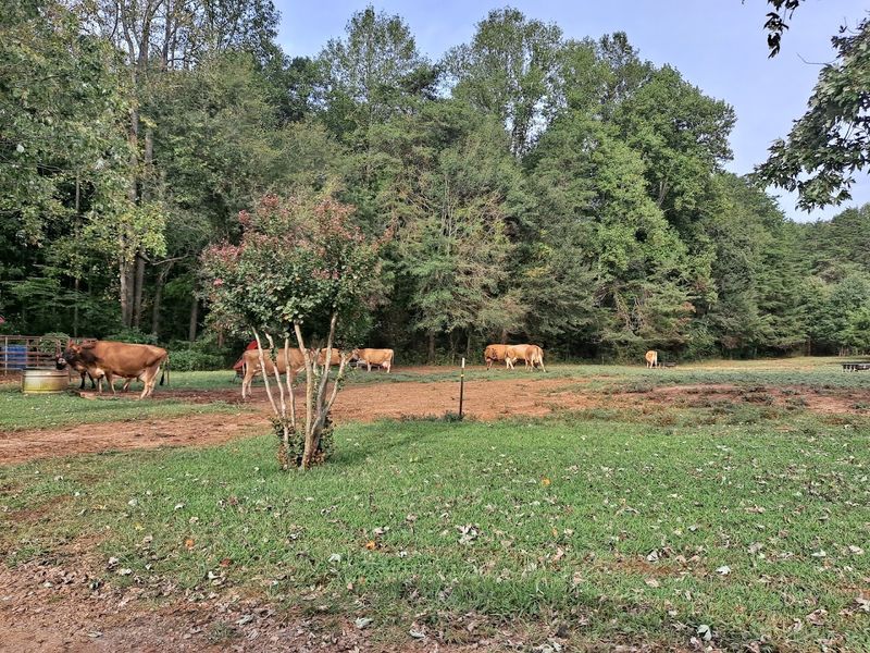 Mabry Dairy