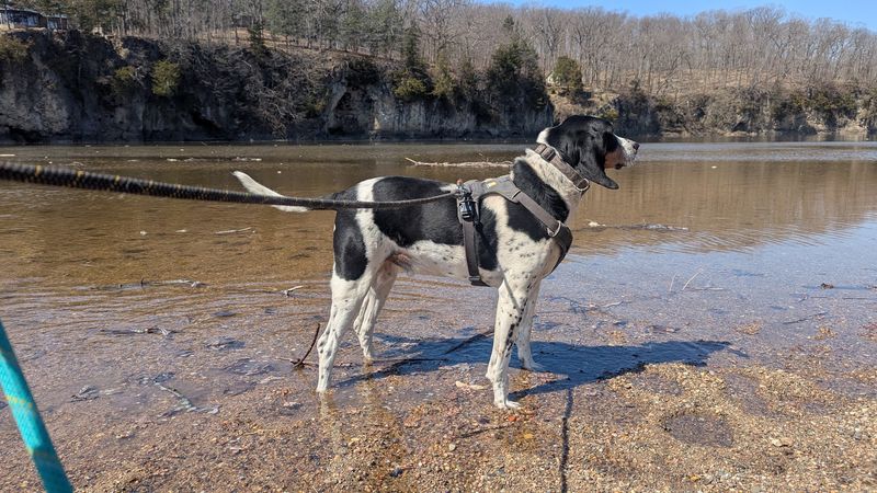 Four-Legged Friends Welcome On Every Trail And Path