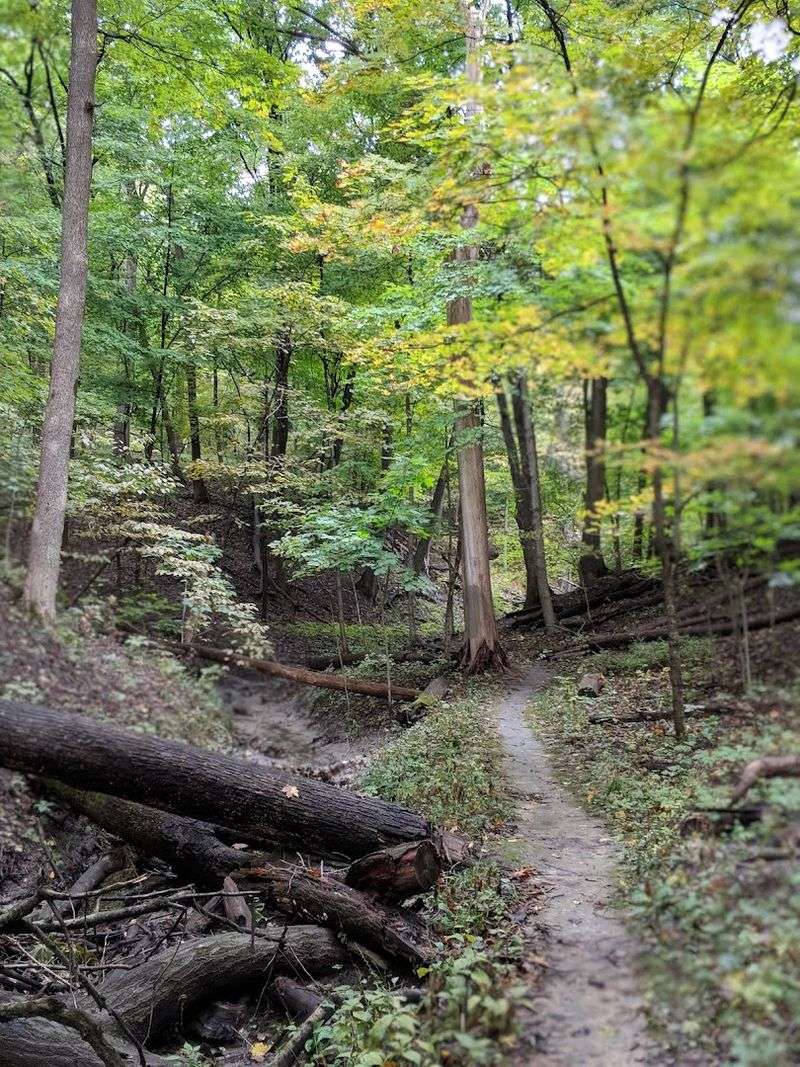 Forest Trails That Tell Stories
