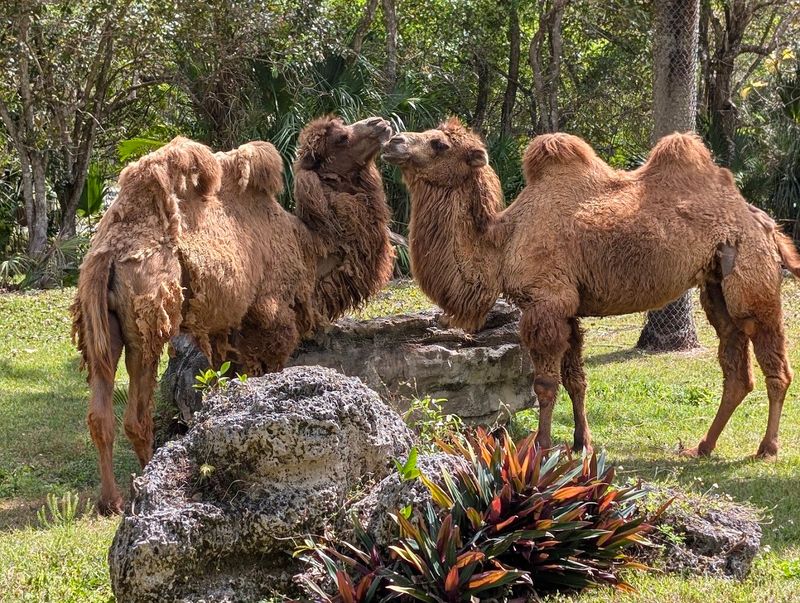 Zoo Miami - Miami