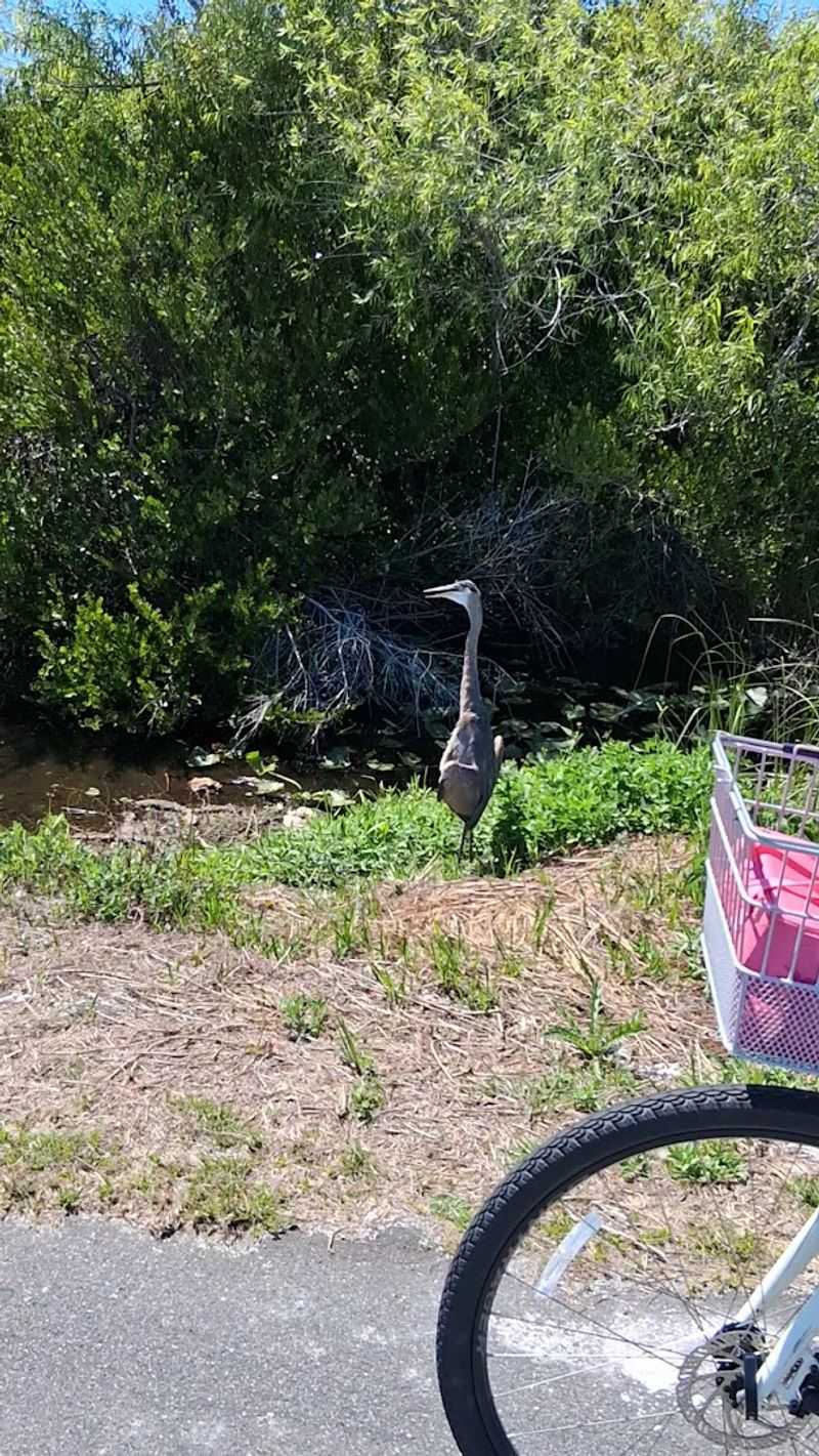 Shark Valley Trail (Everglades)