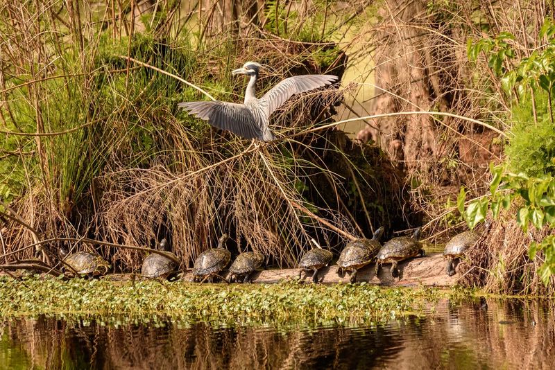 Bear Island Wildlife Management Area 