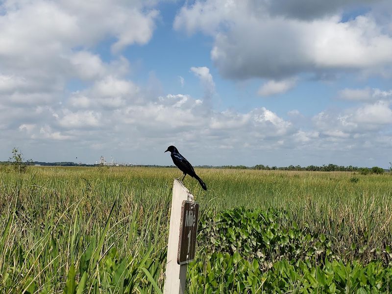 Savannah National Wildlife Refuge - Hardeeville, Jasper County