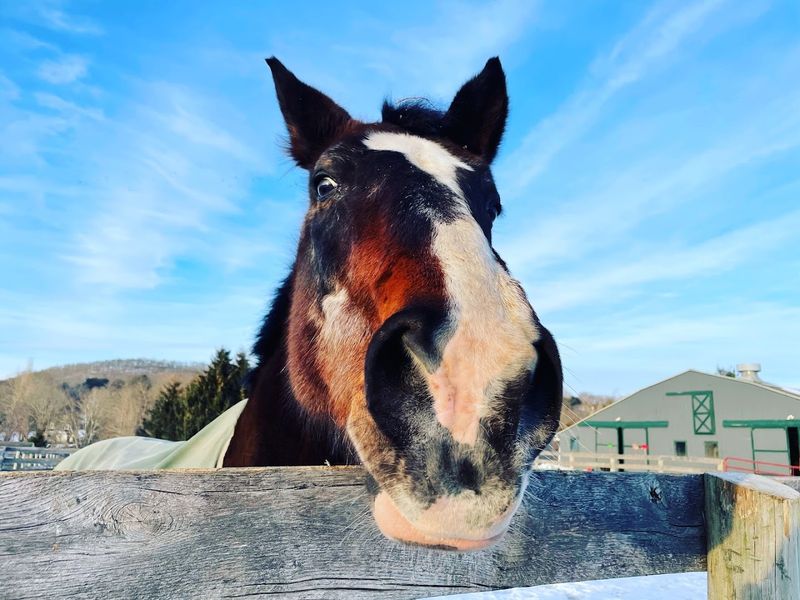 Crossroads Farm & Country Store Trail Rides &mdash; Delhi, New York