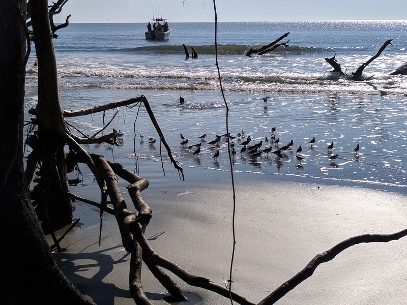 Cape Romain National Wildlife Refuge - Awendaw, Charleston County