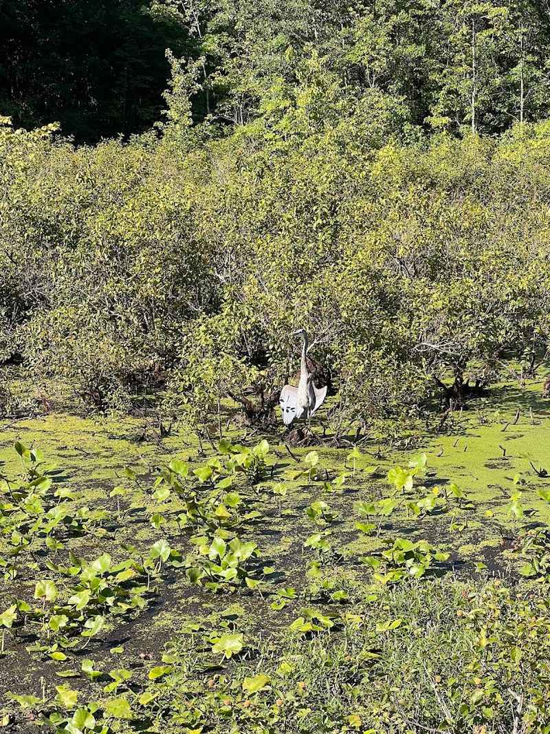 Great Swamp Sanctuary 