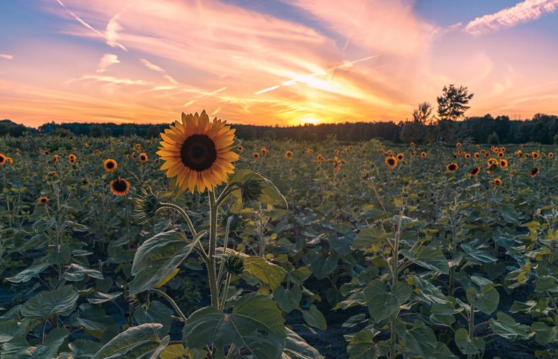 Bremer Produce U-Pick Flower Farm