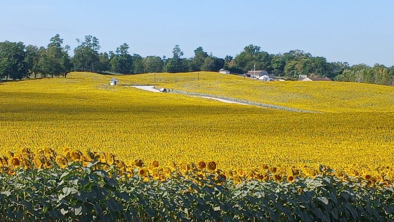 Lesher Poultry 2025 Sunflower Field