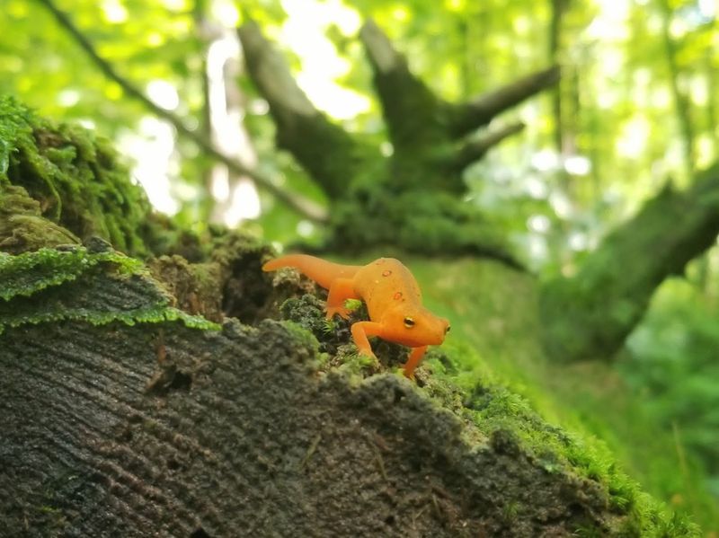 Wildlife Watching in the Litchfield Hills