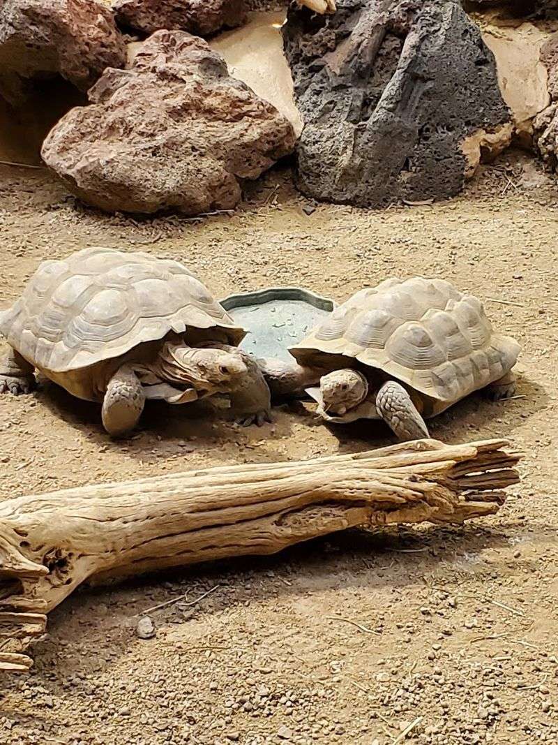 Summer Is The Perfect Time For Animal Encounters And Special Activities