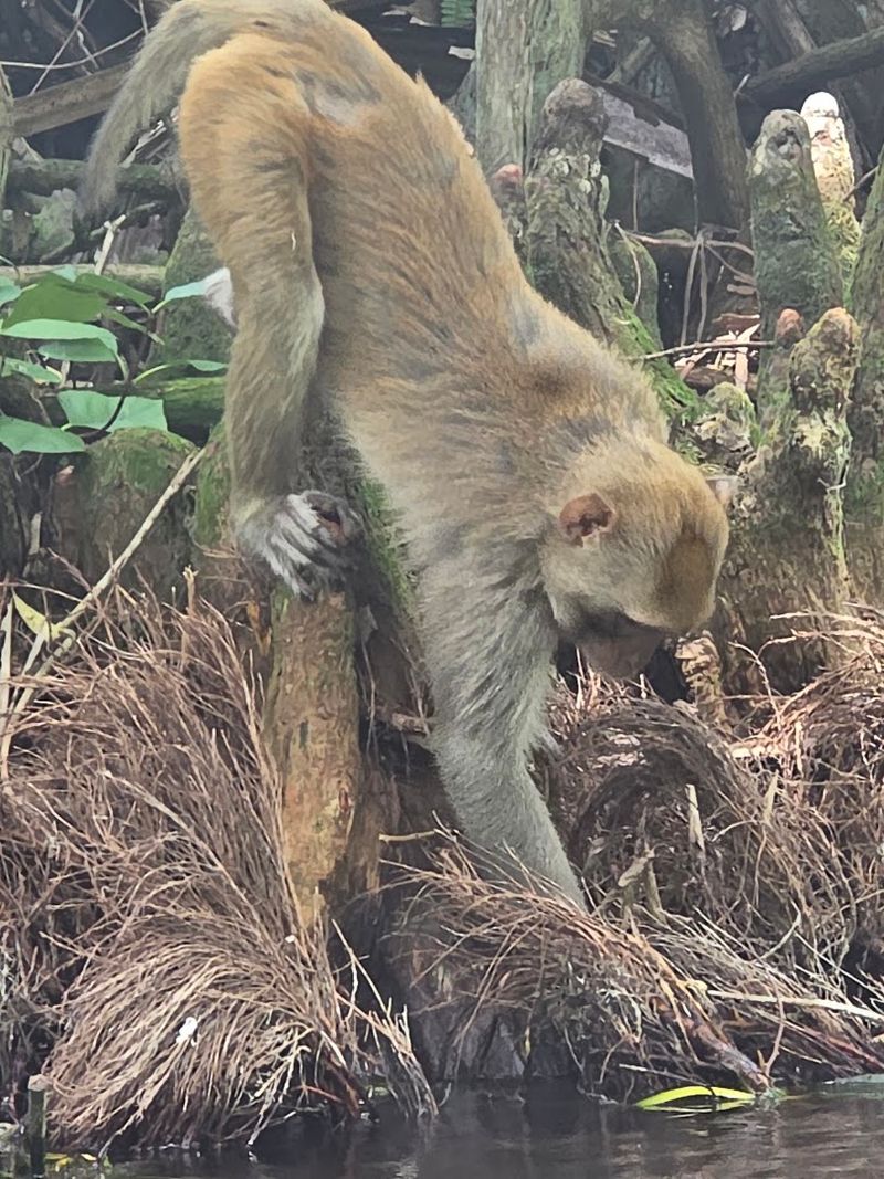 Wild Monkeys That Shouldn't Be Here But Are