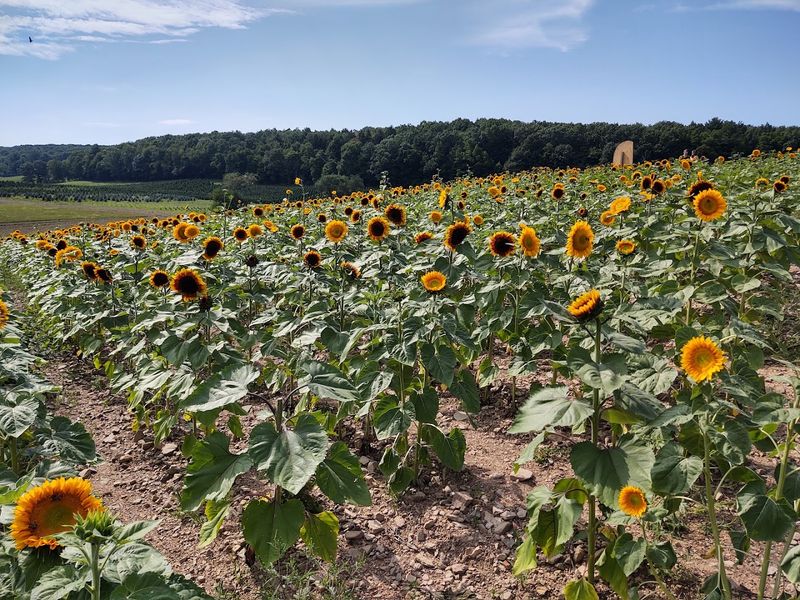 Yenser's Tree Farm (Sunflower Festival)