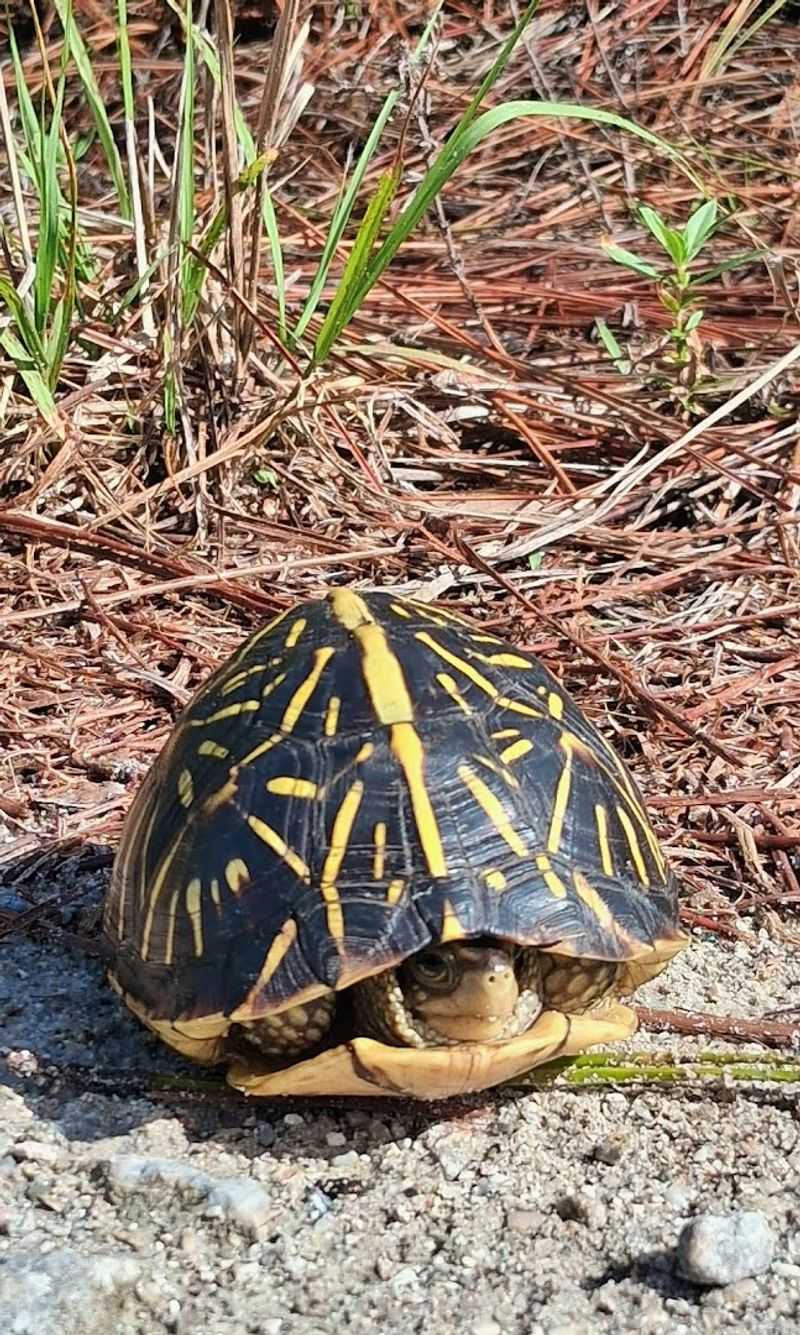 Wildlife You Can Spot Along the Drive