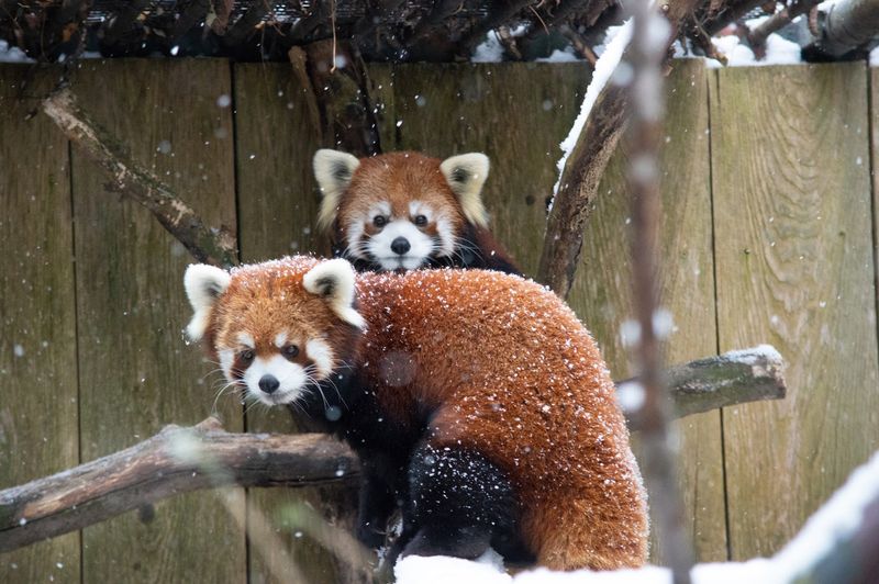 Utica Zoo - Utica, Oneida County
