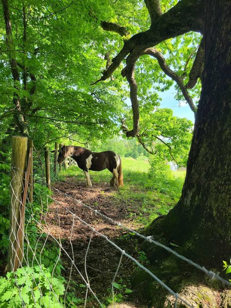 Wildlife Encounters Adding Surprise To Every Ride