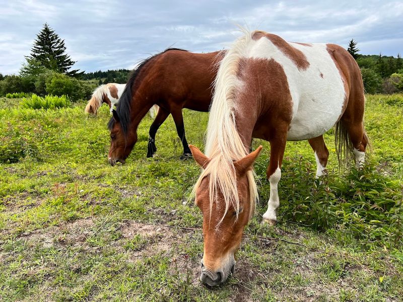Grayson Highlands State Park