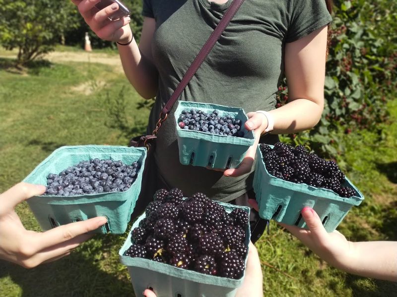 George Schmidt Berry Farm