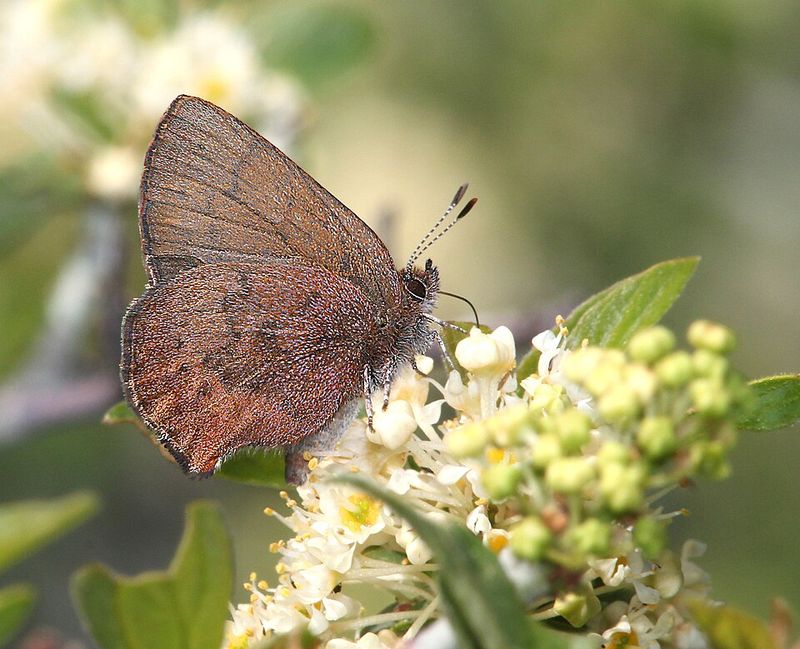 The Rare Brown Elfin Butterfly Connection