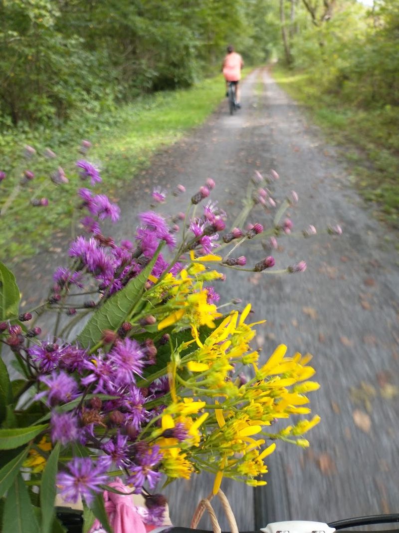 Mid-April Wildflower Displays Painting The Trail Edges
