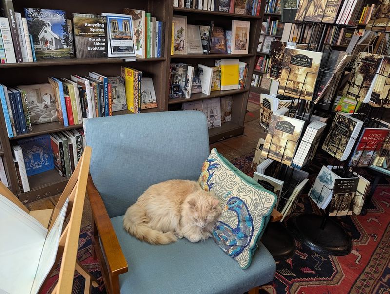 The Feline Staff Members