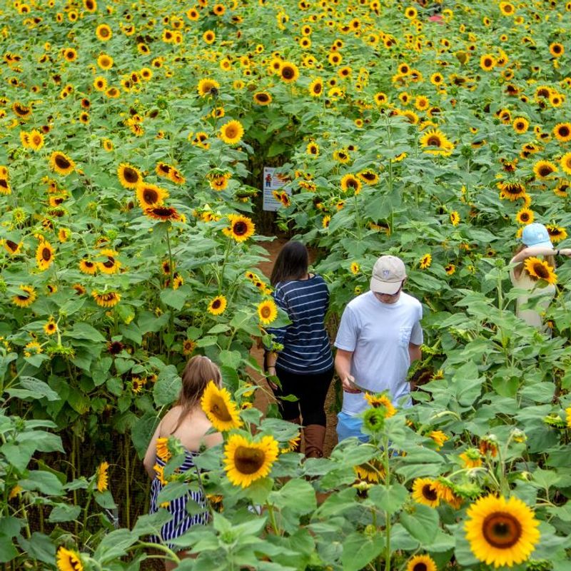 Lyman Orchards - Middlefield, Middlesex County