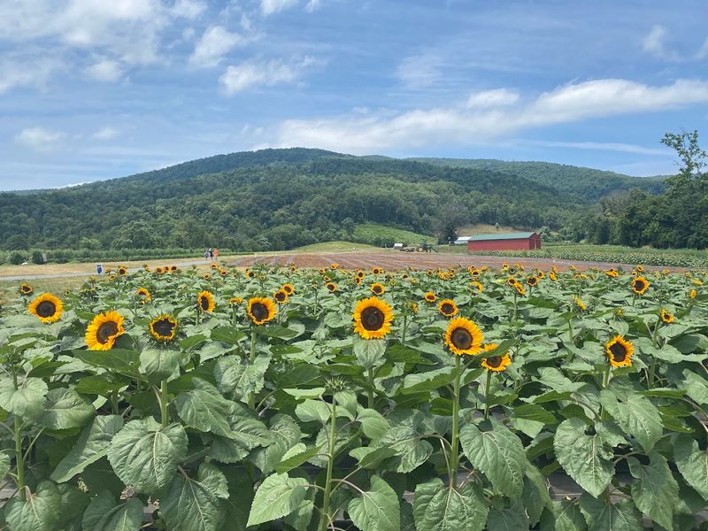 Chiles Peach Orchard - Crozet, Albemarle County,