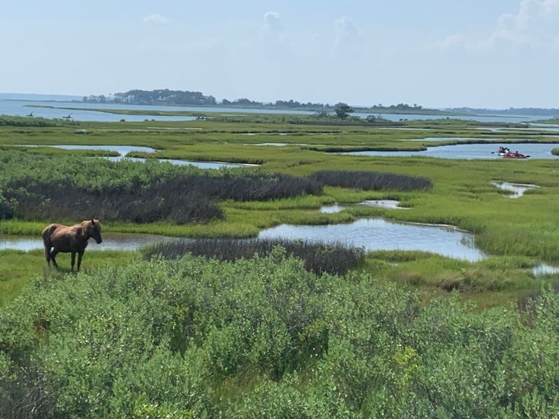 Assateague Island National Seashore - Chincoteague