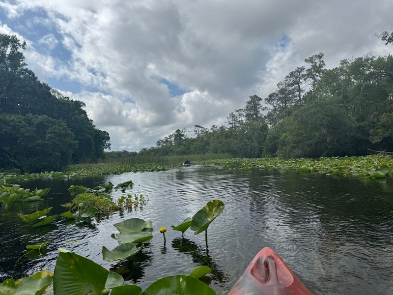 Paddling The Spring Run Feels Peaceful And Wild