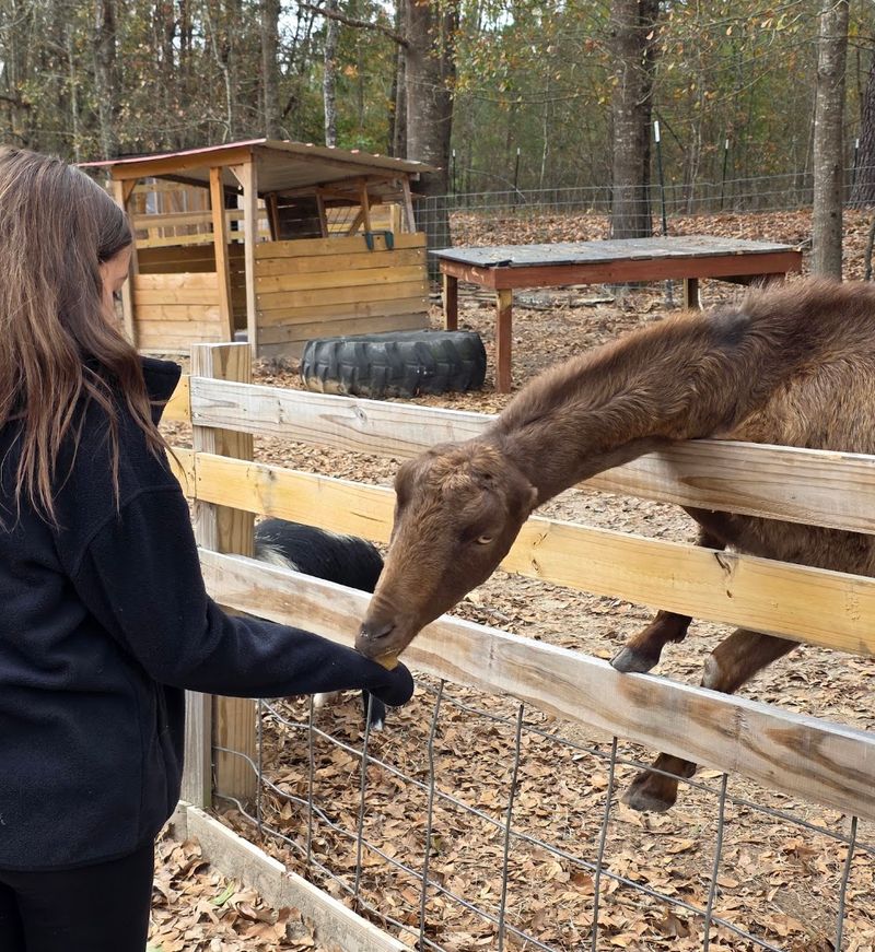 Black Creek Wildlife Rescue Center