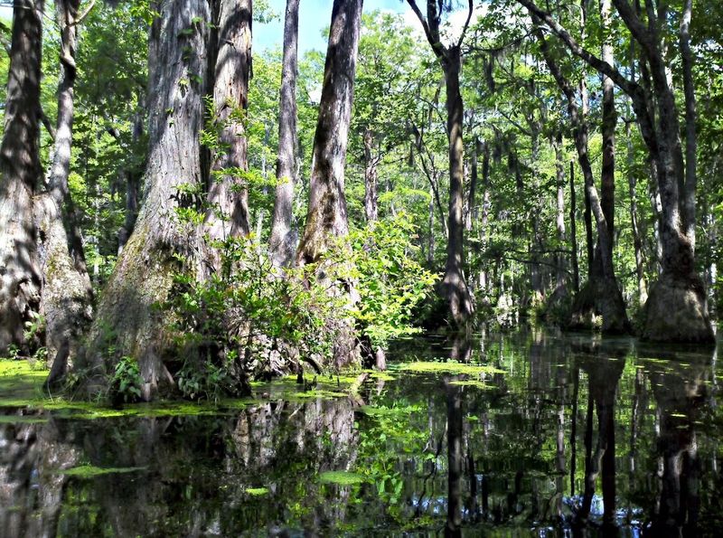 Merchants Millpond State Park &mdash; Gatesville
