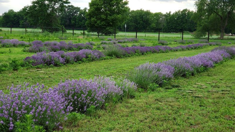 The Lavender Farm at Sutliff (Sutliff)