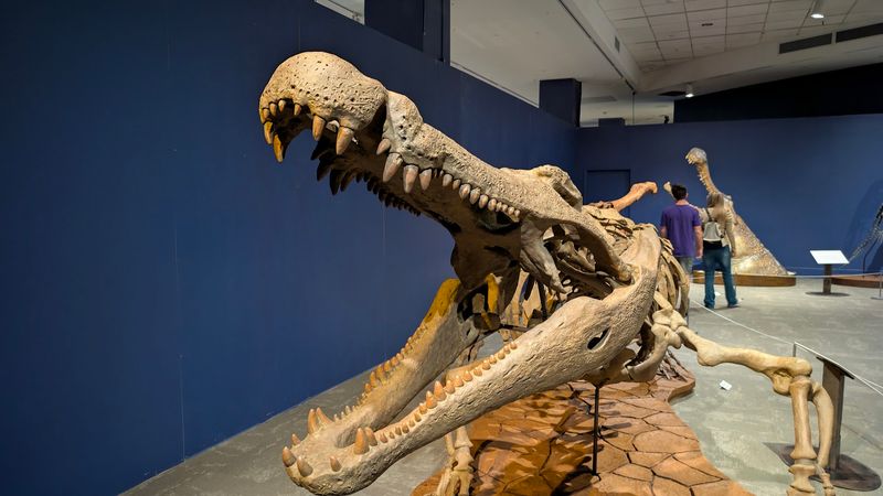 Fernbank Museum of Natural History - Atlanta